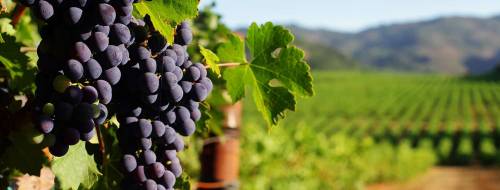 Un tour del vino di Heraklion