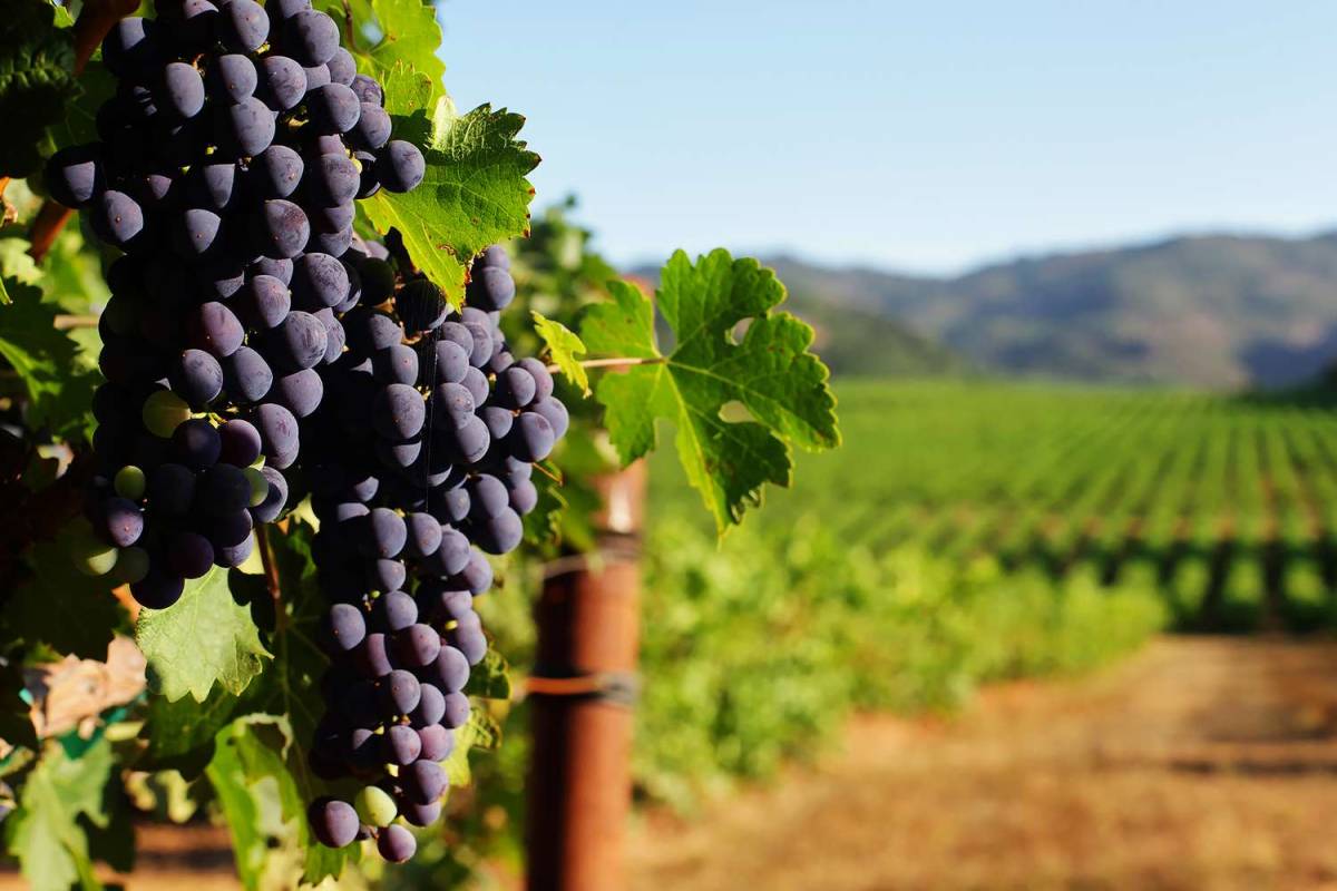 Un tour del vino di Heraklion